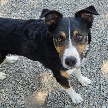 Dylan, an adoptable McNab in Salt Lake City, UT, 84107 | Photo Image 1