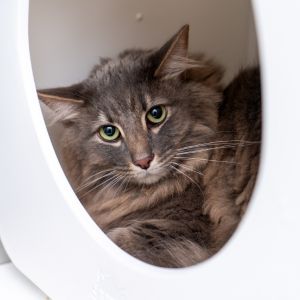 Beau came to Animal Haven when his elderly owner needed to move to assisted living and was unable to