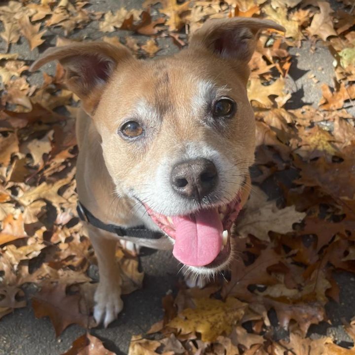 Bailey 1