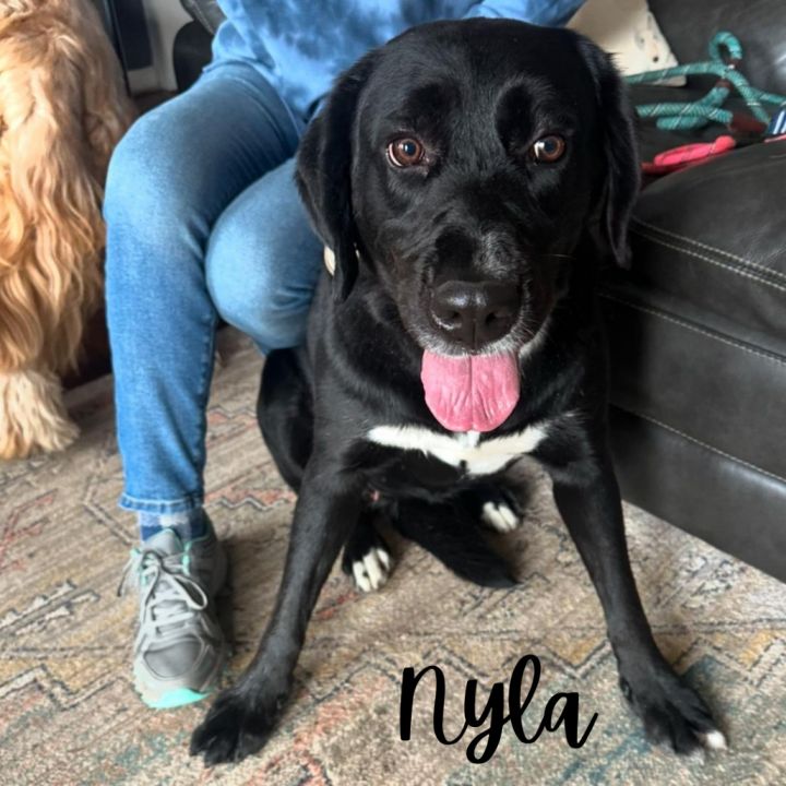 Nyla 6
