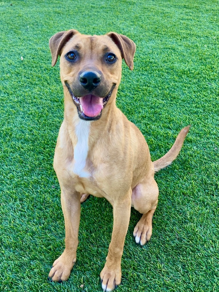 Sandy, an adoptable Terrier, Mixed Breed in Chico, CA, 95928 | Photo Image 1