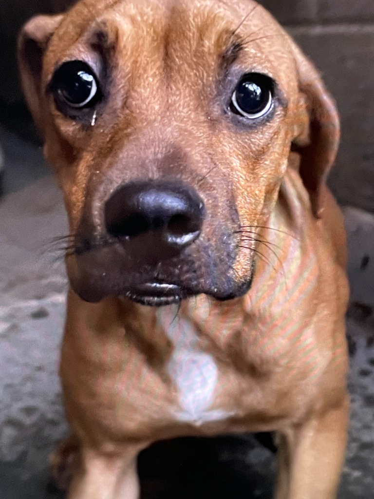 Sandy, an adoptable Terrier, Mixed Breed in Chico, CA, 95928 | Photo Image 2