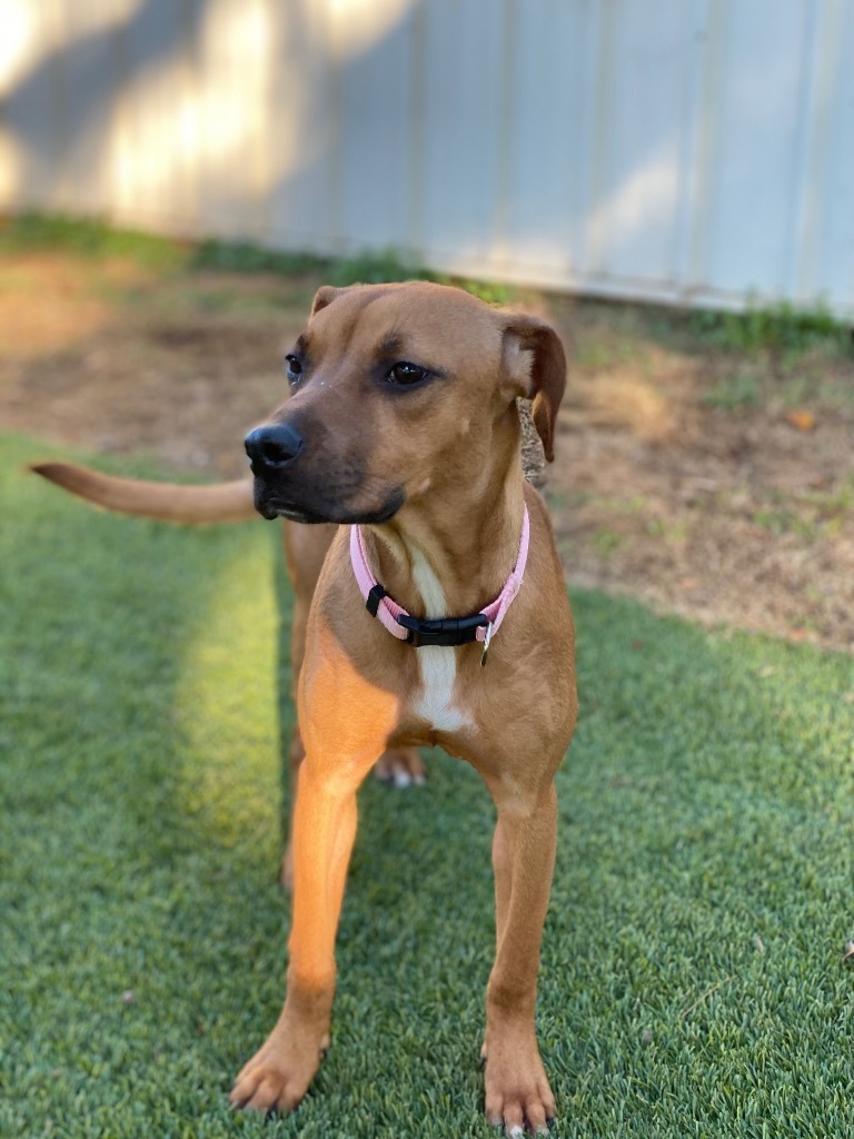 Sandy, an adoptable Terrier, Mixed Breed in Chico, CA, 95928 | Photo Image 3