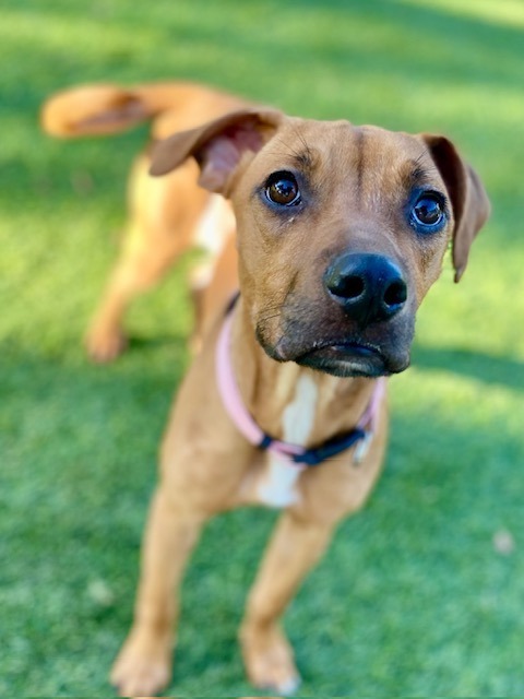 Sandy, an adoptable Terrier, Mixed Breed in Chico, CA, 95928 | Photo Image 4