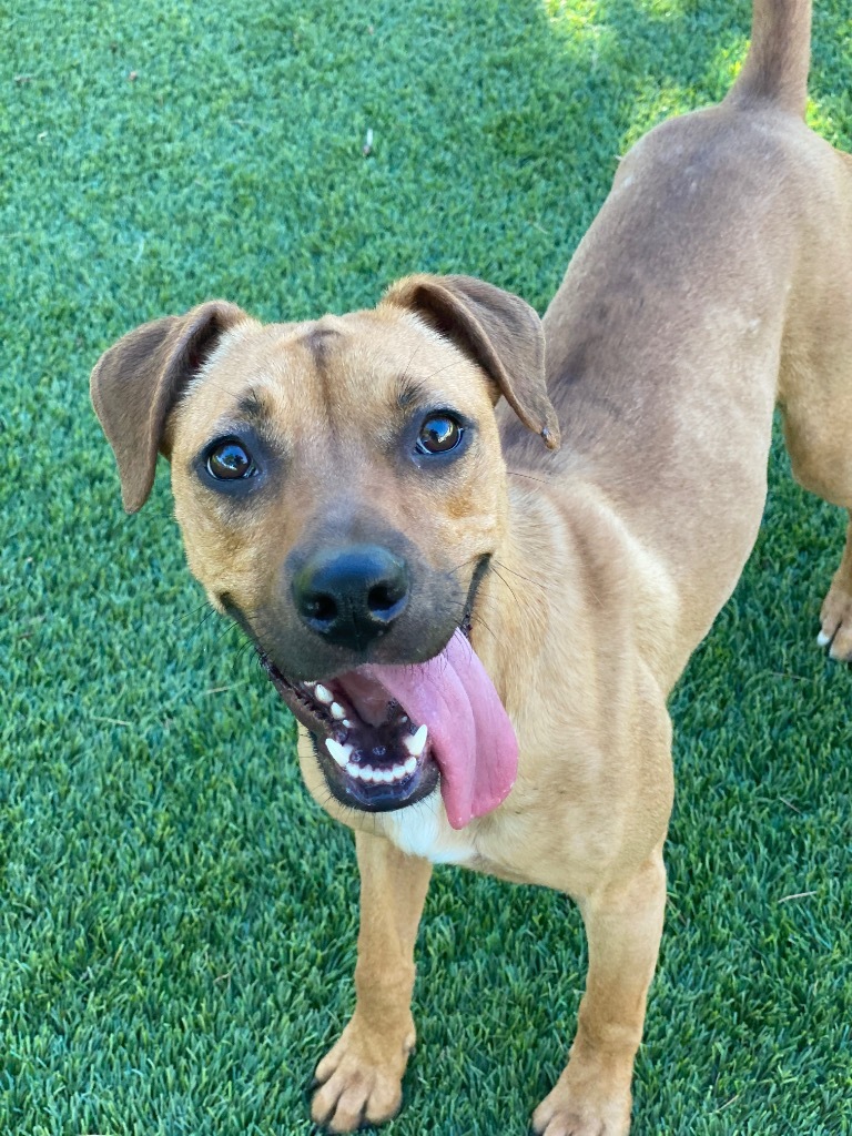 Sandy, an adoptable Terrier, Mixed Breed in Chico, CA, 95928 | Photo Image 5