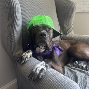 Teddy (Big Ted), Adult Male Mixed Breed