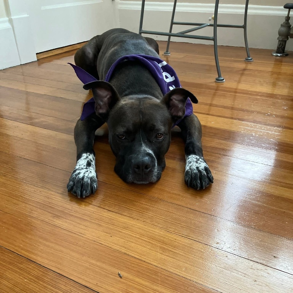 Teddy (Big Ted), an adoptable Mixed Breed in Dover, NH, 03820 | Photo Image 1