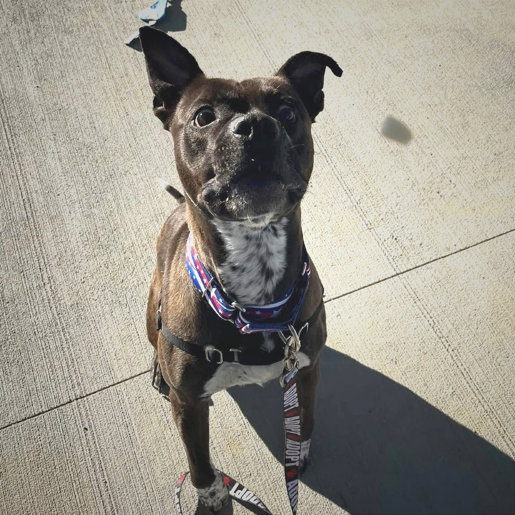 Teddy (Big Ted), an adoptable Mixed Breed in Dover, NH, 03820 | Photo Image 2