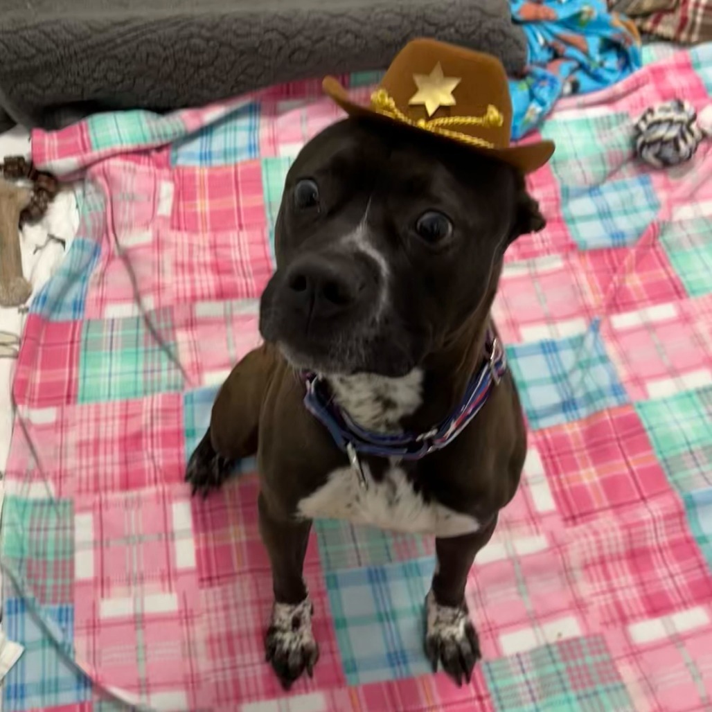 Teddy (Big Ted)