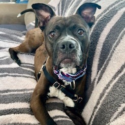 Teddy (Big Ted), an adoptable Mixed Breed in Dover, NH, 03820 | Photo Image 4