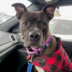 Teddy (Big Ted), an adoptable Mixed Breed in Dover, NH, 03820 | Photo Image 5