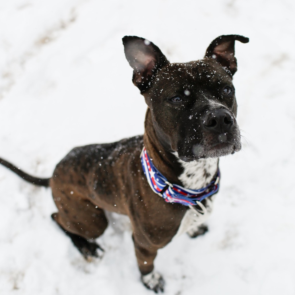 Teddy (Big Ted), an adoptable Mixed Breed in Dover, NH, 03820 | Photo Image 6