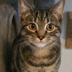 Gomez