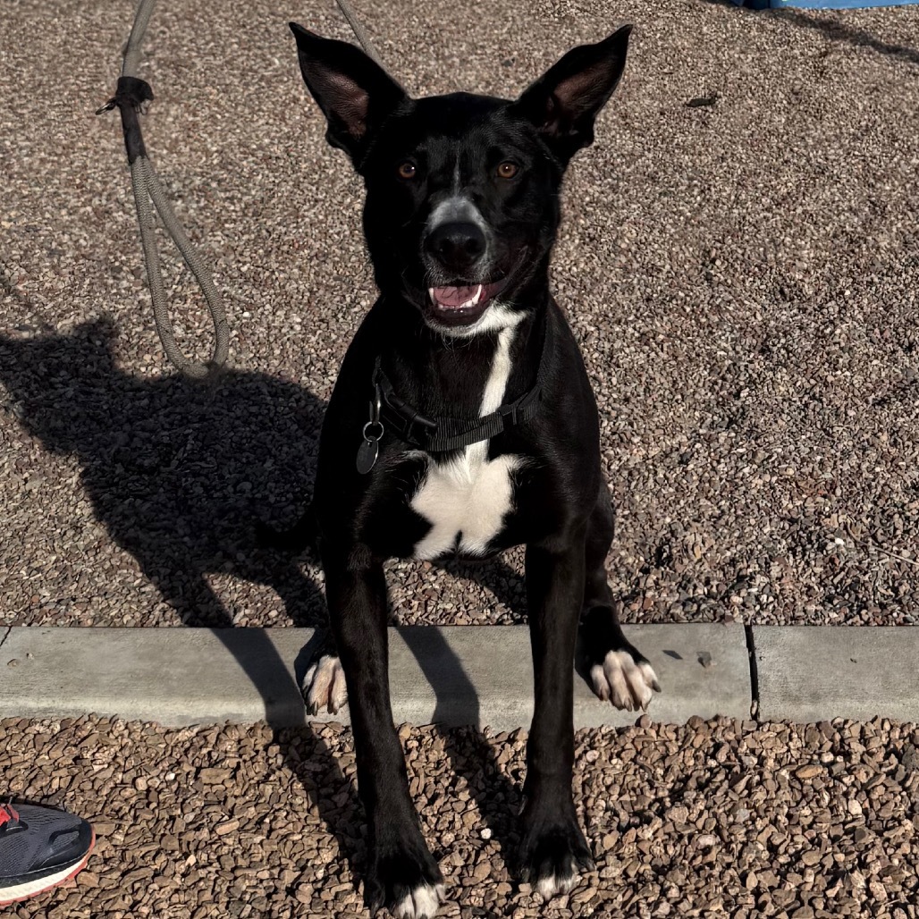Zuko, an adoptable Mixed Breed in Cedaredge, CO, 81413 | Photo Image 1