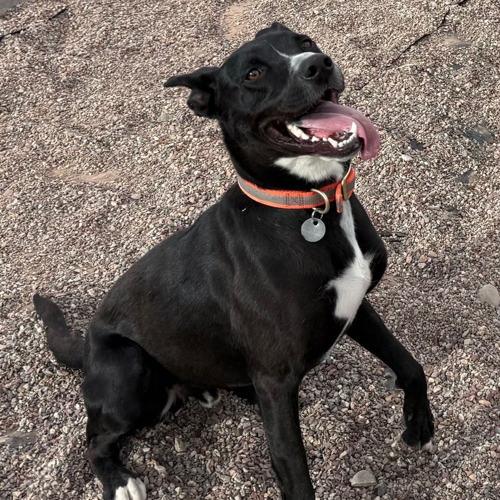 Zuko, an adoptable Mixed Breed in Cedaredge, CO, 81413 | Photo Image 1