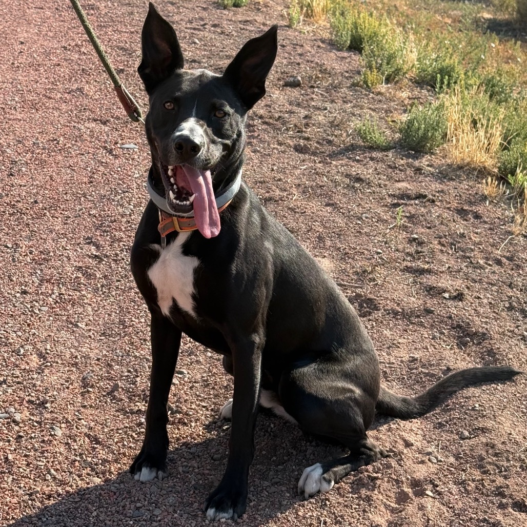 Zuko, an adoptable Mixed Breed in Cedaredge, CO, 81413 | Photo Image 1