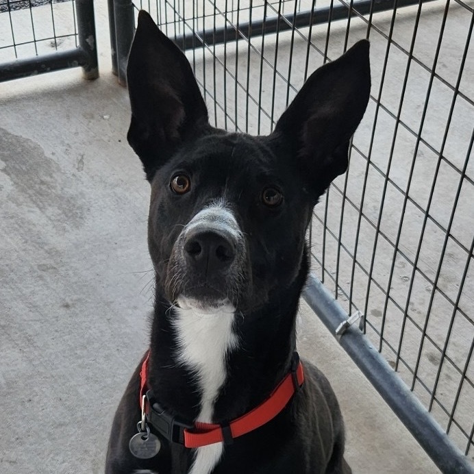 Zuko, an adoptable Mixed Breed in Cedaredge, CO, 81413 | Photo Image 2