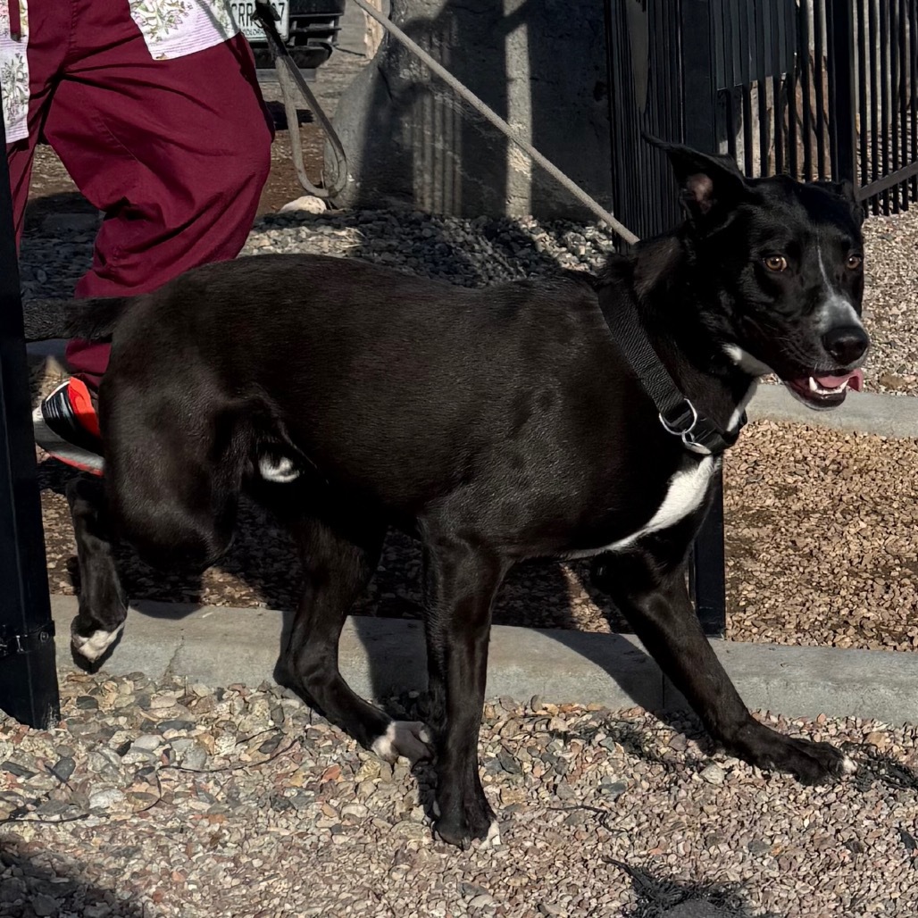 Zuko, an adoptable Mixed Breed in Cedaredge, CO, 81413 | Photo Image 3