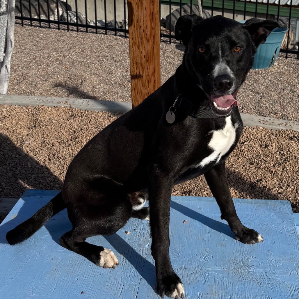 Zuko, an adoptable Mixed Breed in Cedaredge, CO, 81413 | Photo Image 5