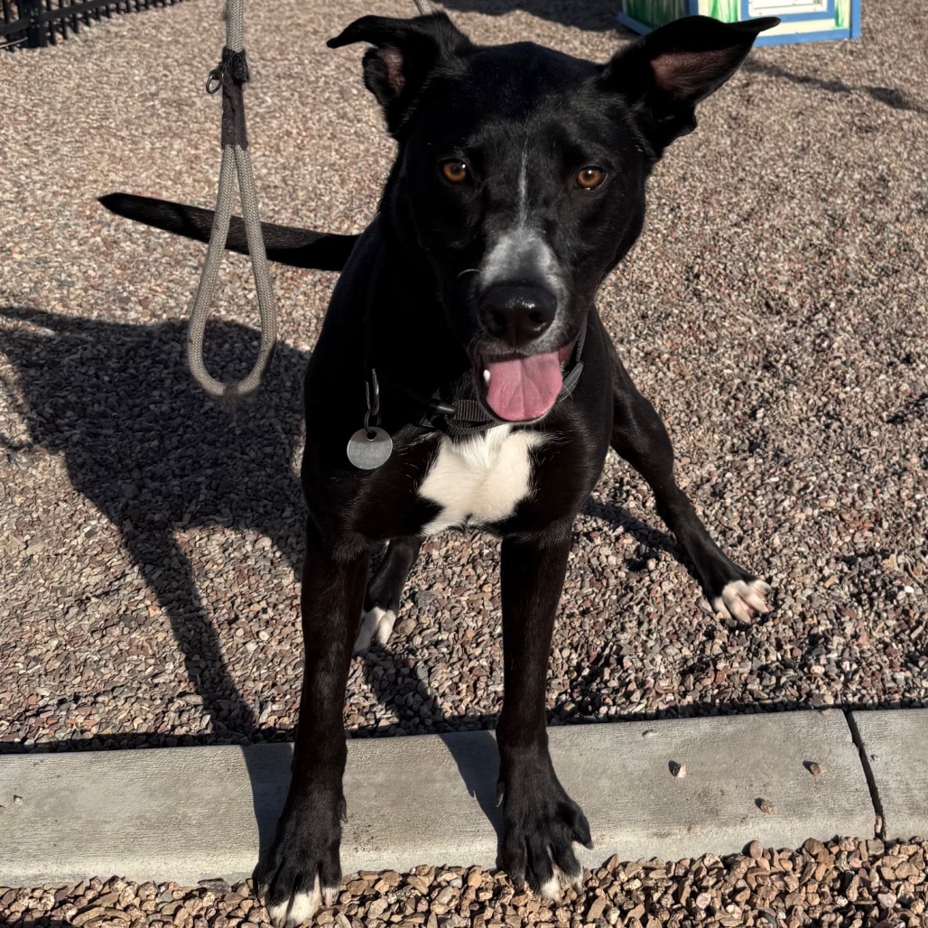 Zuko, an adoptable Mixed Breed in Cedaredge, CO, 81413 | Photo Image 5