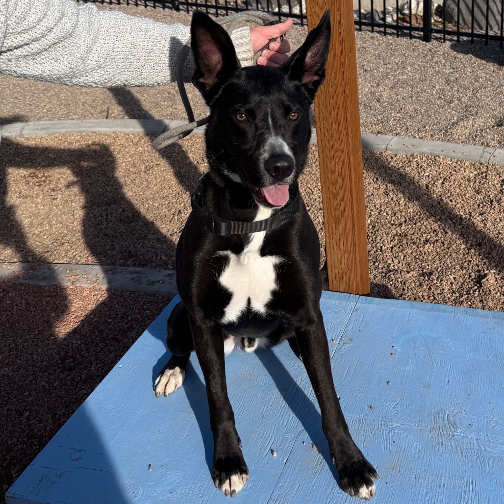 Zuko, an adoptable Mixed Breed in Cedaredge, CO, 81413 | Photo Image 6