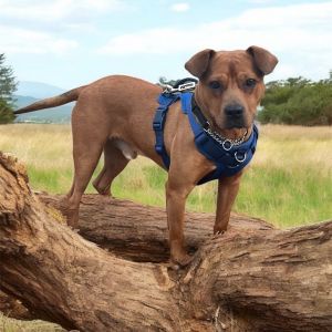 Pumpkin, Adult Male Mixed Breed