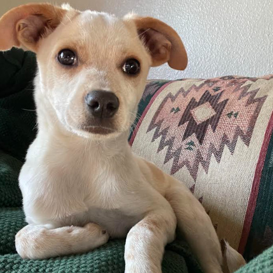 Ryobi, an adoptable Mixed Breed in Moab, UT, 84532 | Photo Image 4