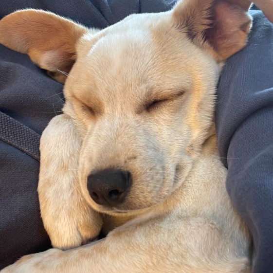 Ryobi, an adoptable Mixed Breed in Moab, UT, 84532 | Photo Image 6