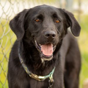 Junior, Young Male Labrador Retriever