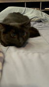 Midnight (Napa CS) 3