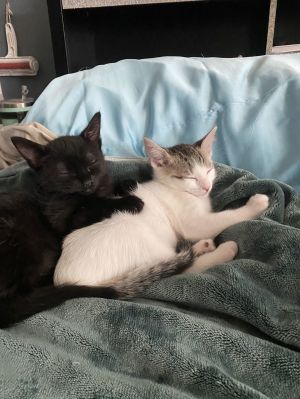 Sally (Napa CS), Baby Female Domestic Short Hair