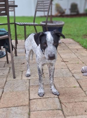 Mr Big, Baby Male Mixed Breed