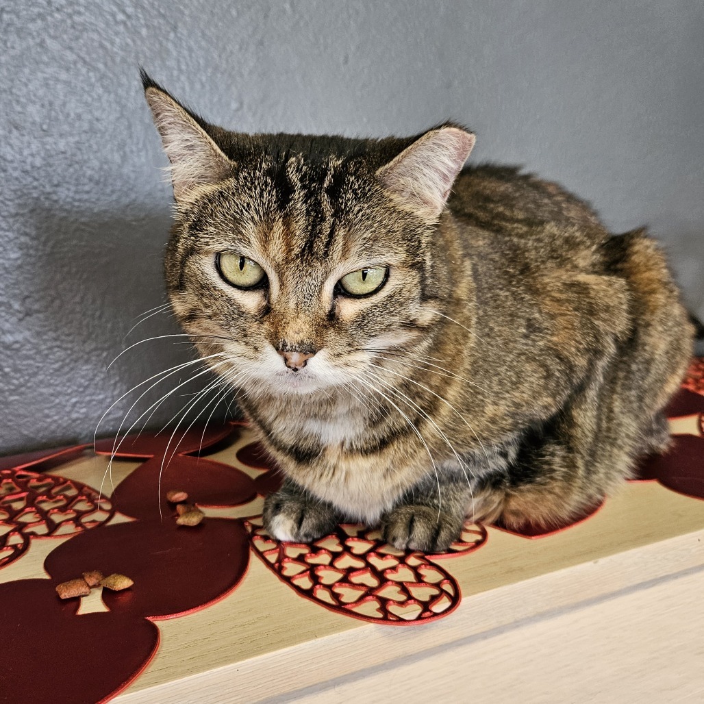 Angel, an adoptable Domestic Short Hair in Las Vegas, NV, 89146 | Photo Image 1