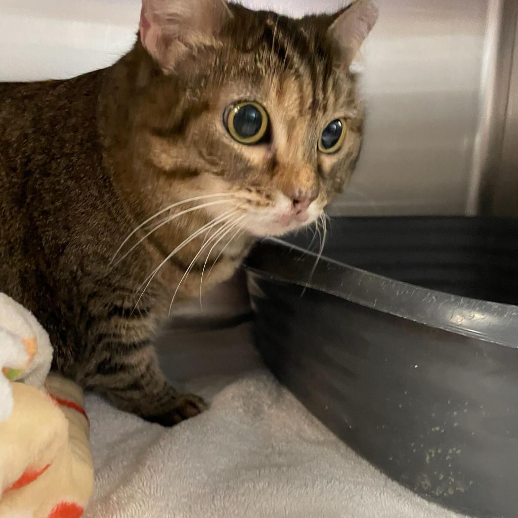 Angel, an adoptable Domestic Short Hair in Las Vegas, NV, 89146 | Photo Image 2