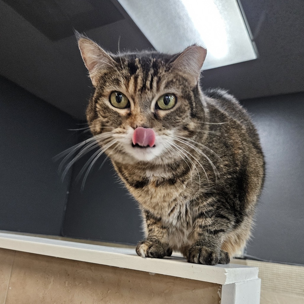 Angel, an adoptable Domestic Short Hair in Las Vegas, NV, 89146 | Photo Image 3