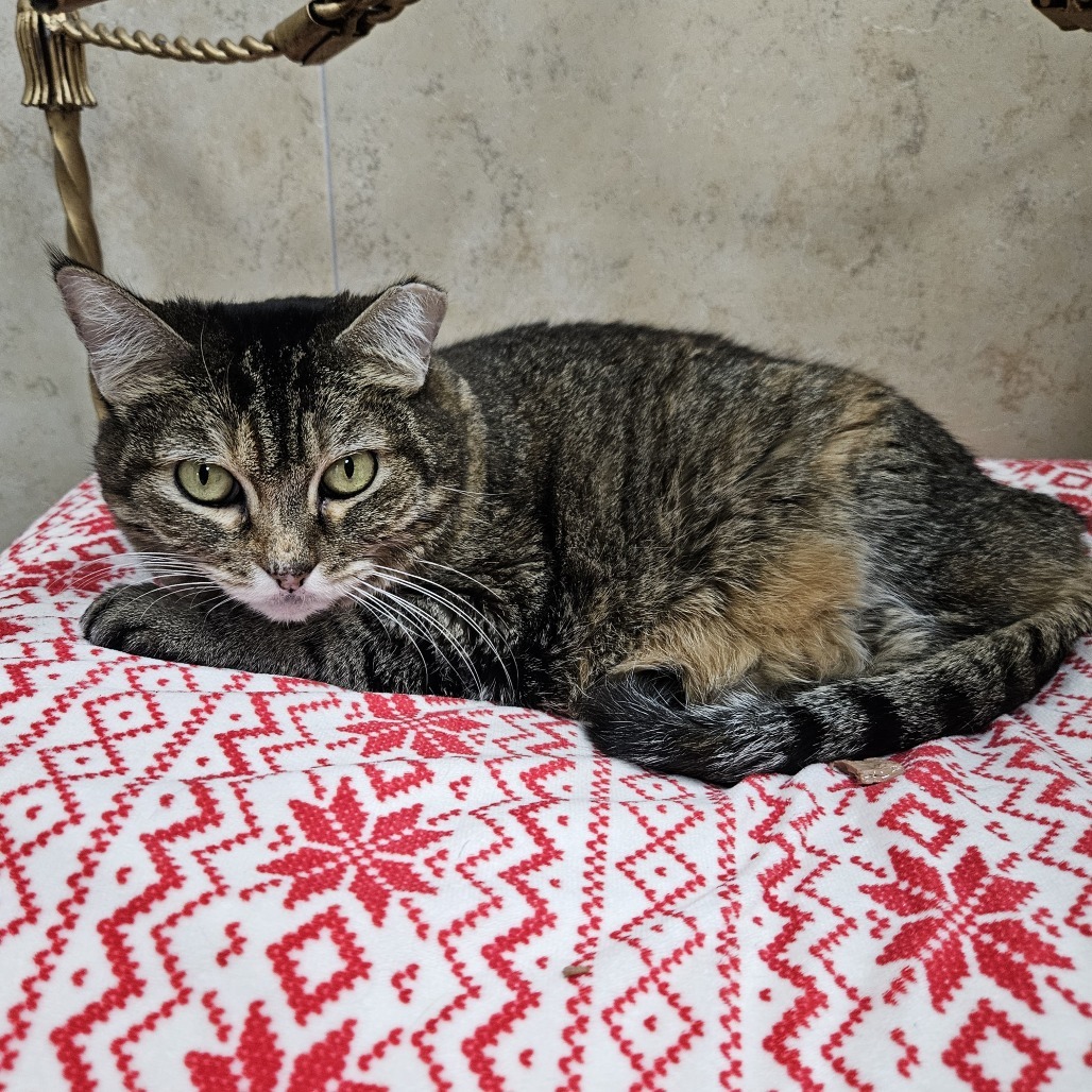 Angel, an adoptable Domestic Short Hair in Las Vegas, NV, 89146 | Photo Image 4