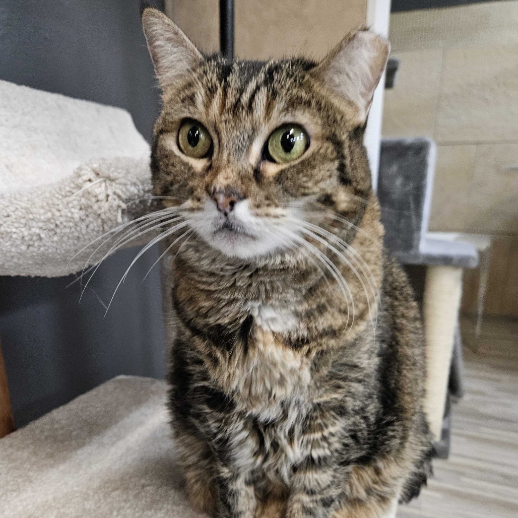 Angel, an adoptable Domestic Short Hair in Las Vegas, NV, 89146 | Photo Image 5