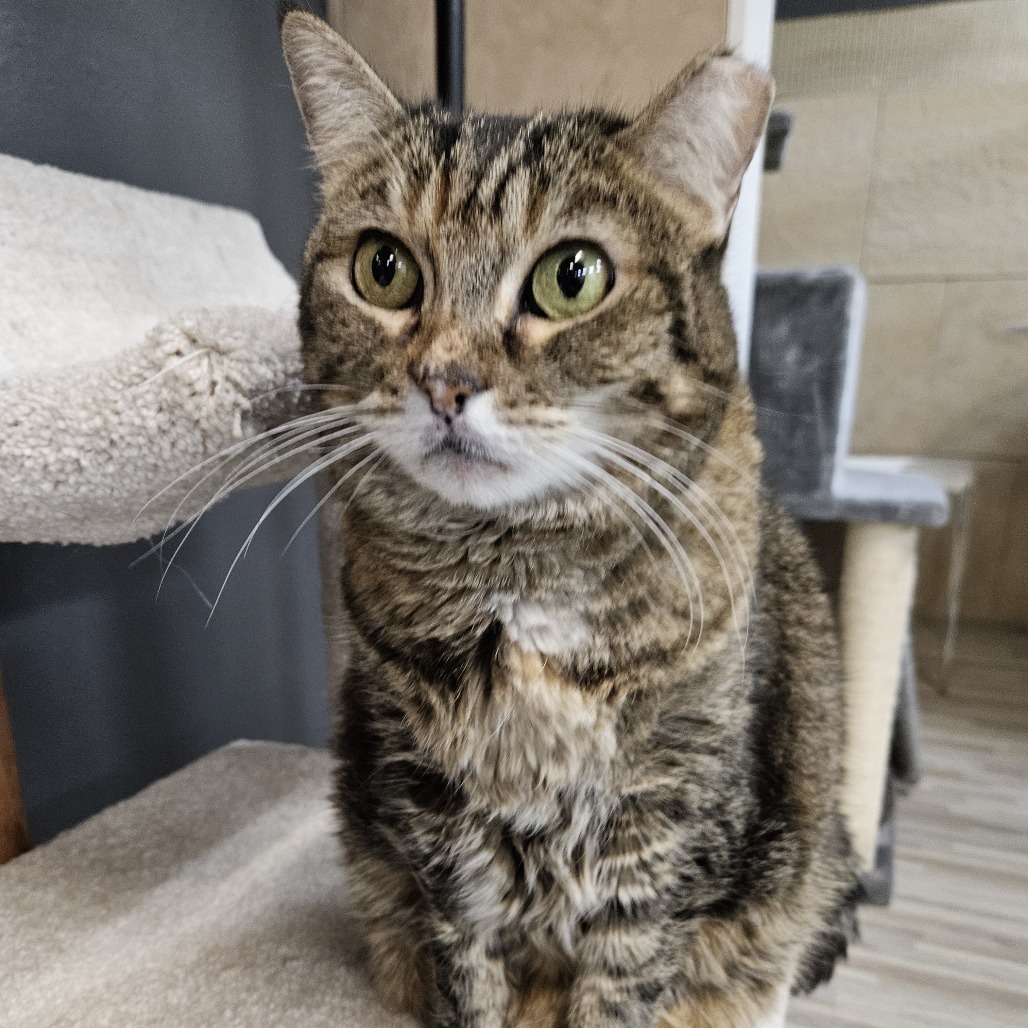 Angel, an adoptable Domestic Short Hair in Las Vegas, NV, 89146 | Photo Image 6