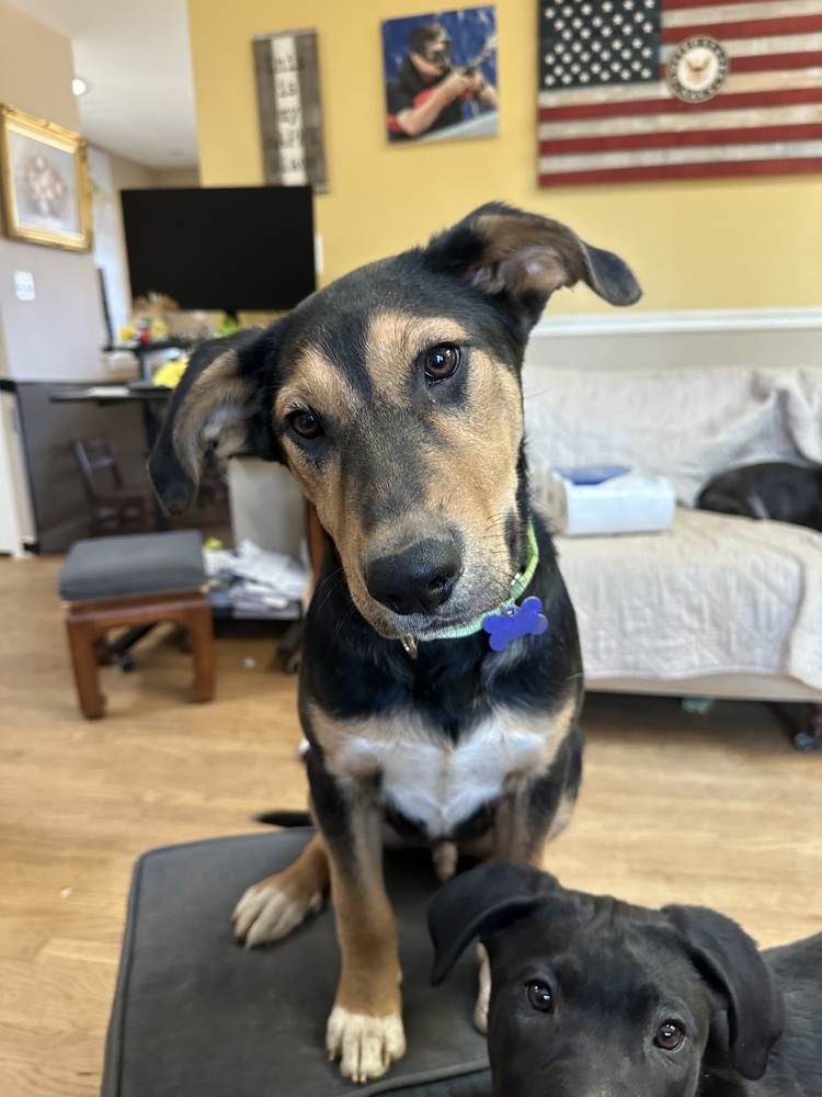 Shagalicious (aka Shaggy), an adoptable Shepherd, Foxhound in Washington, DC, 20037 | Photo Image 2