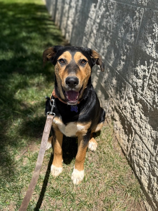 Shagalicious (aka Shaggy), an adoptable Shepherd, Foxhound in Washington, DC, 20037 | Photo Image 3
