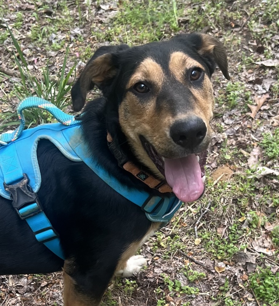 Shagalicious (aka Shaggy), an adoptable Shepherd, Foxhound in Washington, DC, 20037 | Photo Image 3