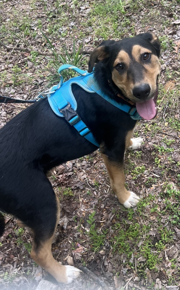 Shagalicious (aka Shaggy), an adoptable Shepherd, Foxhound in Washington, DC, 20037 | Photo Image 4