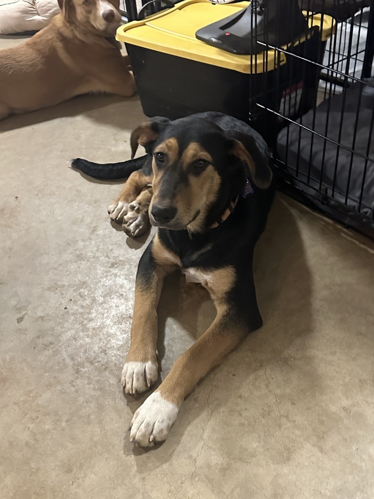 Shagalicious (aka Shaggy), an adoptable Shepherd, Foxhound in Washington, DC, 20037 | Photo Image 5
