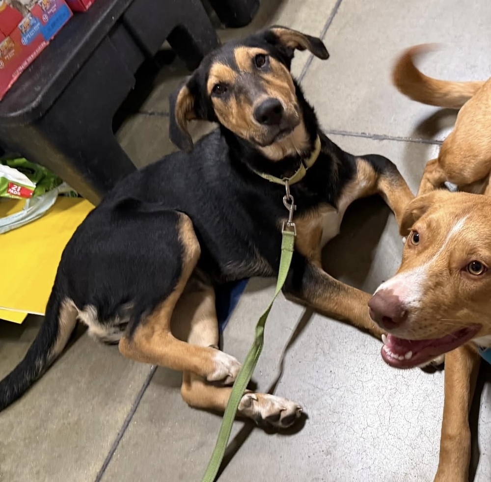 Shagalicious (aka Shaggy), an adoptable Shepherd, Foxhound in Washington, DC, 20037 | Photo Image 6