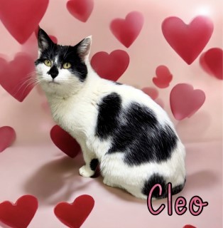 Cleo 124132