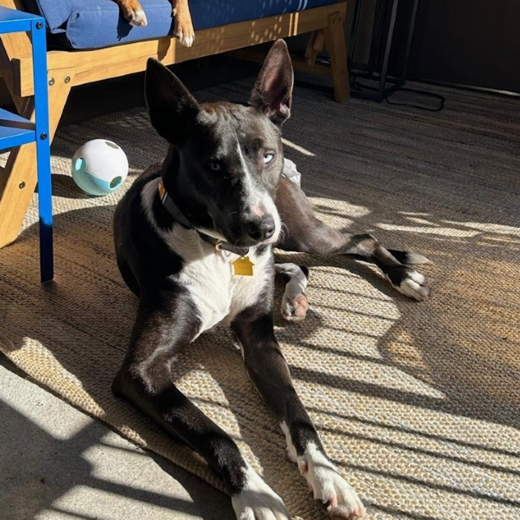 Baby Girl, an adoptable Basenji, Terrier in San Diego, CA, 92130 | Photo Image 1