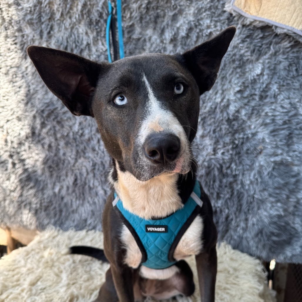Baby Girl, an adoptable Basenji, Terrier in San Diego, CA, 92130 | Photo Image 1