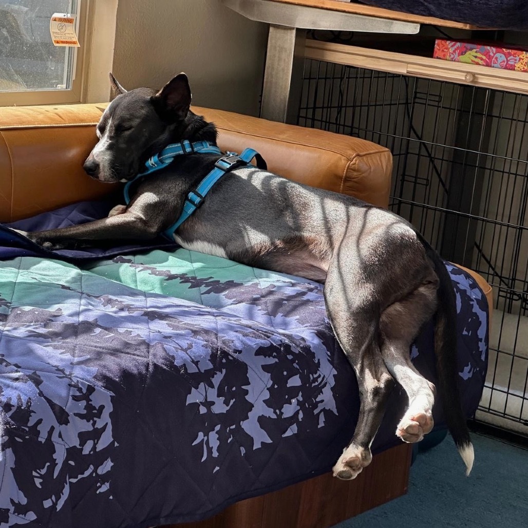 Baby Girl, an adoptable Basenji, Terrier in San Diego, CA, 92130 | Photo Image 3