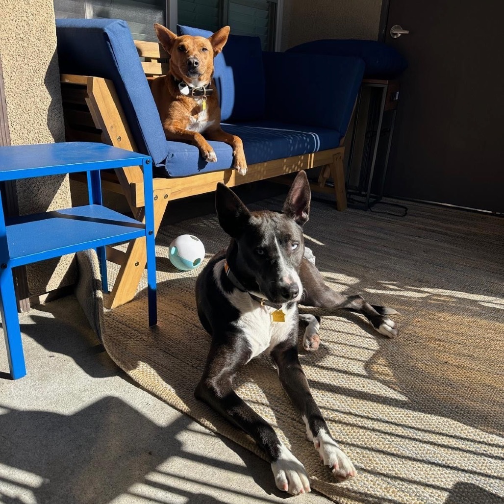 Baby Girl, an adoptable Basenji, Terrier in San Diego, CA, 92130 | Photo Image 4