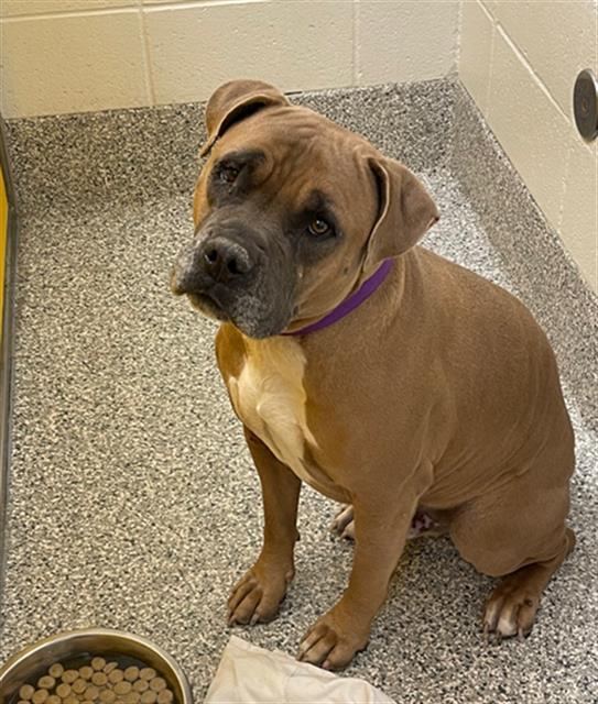 BEEFSTER*, an adoptable Bullmastiff, Pit Bull Terrier in Tucson, AZ, 85745 | Photo Image 1